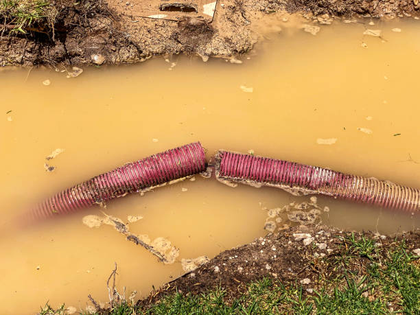 Best Basement water damage restoration  in Monongah, WV