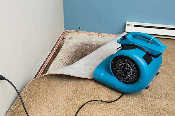 Best Carpet water damage restoration  in Monongah, WV